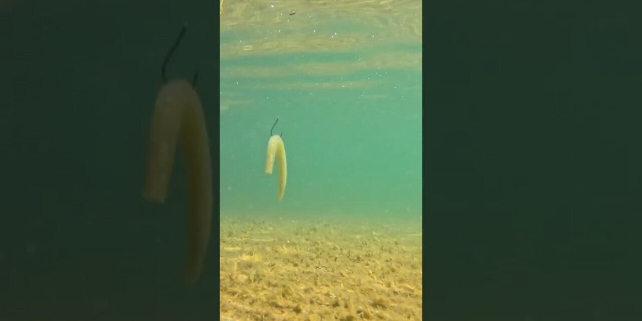 HOW TO: Wacky Rig SENKO Catches FISH! #bassfishingismylife #largemouthbass #fishing