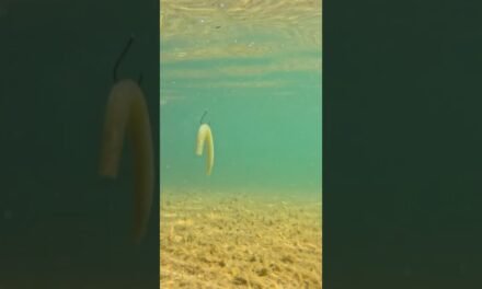 HOW TO: Wacky Rig SENKO Catches FISH! #bassfishingismylife #largemouthbass #fishing