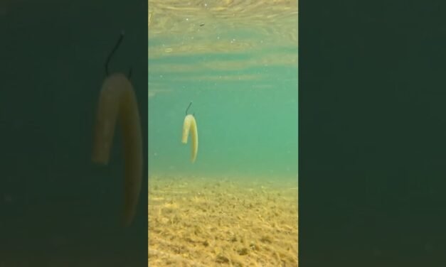 HOW TO: Wacky Rig SENKO Catches FISH! #bassfishingismylife #largemouthbass #fishing